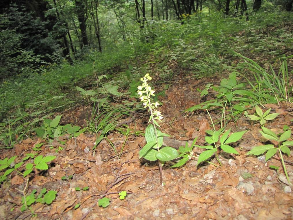 Epipactis 2: viridiflora?